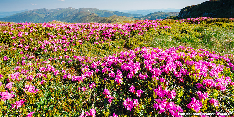 Pink Mountain Heather