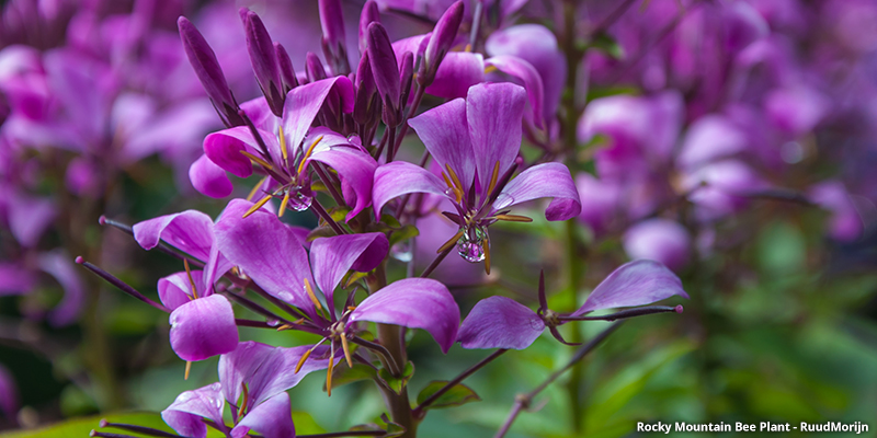 Rocky Mountain Bee Plant