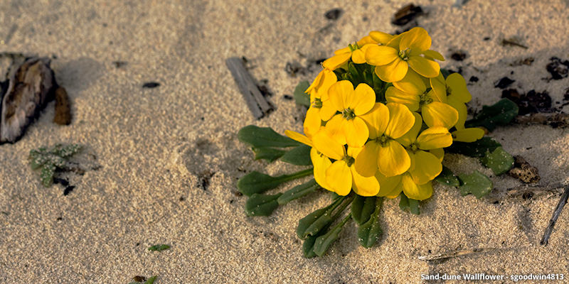 Sand-dune Wallflower