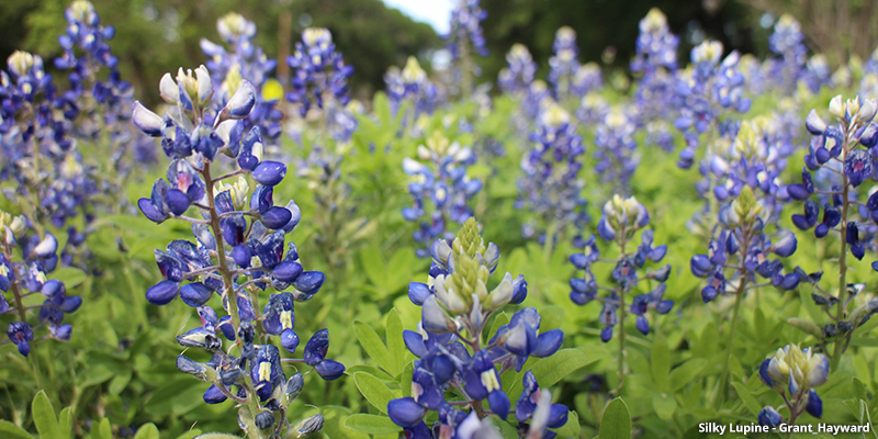 Silky Lupine wildflower