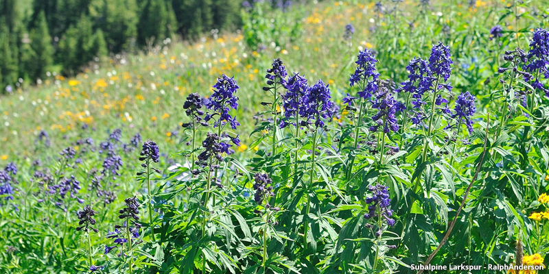 Subalpine Larkspur wildflower