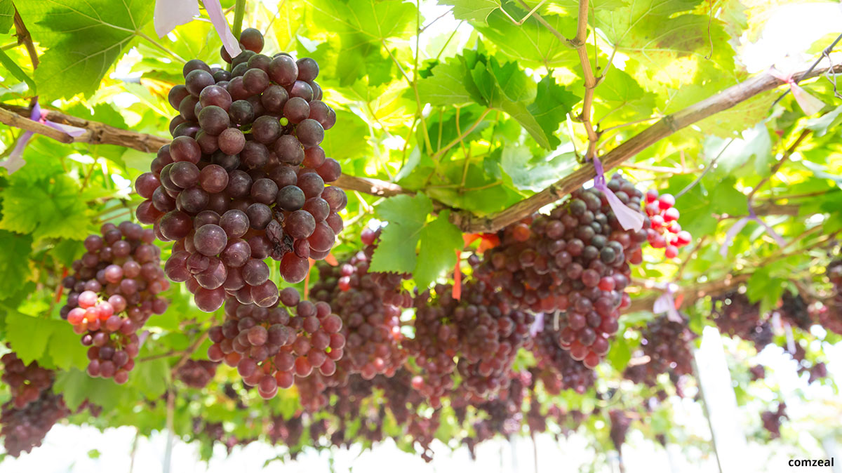 Grape Vines