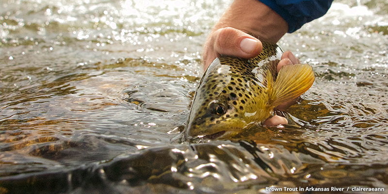 Gold medal fishing, Brown Trout in Arkansas River