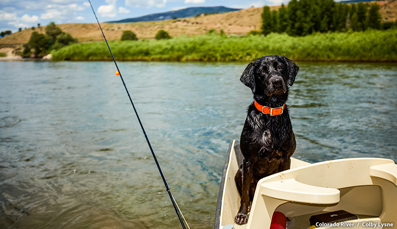 Gold medal fishing, Colorado River