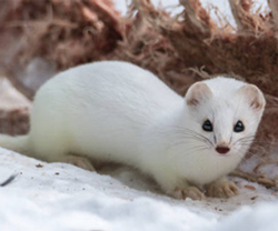 white tailed ermine