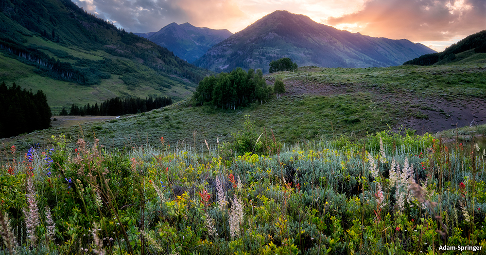 Trail 403, wildflower hike Crested Butte, Co