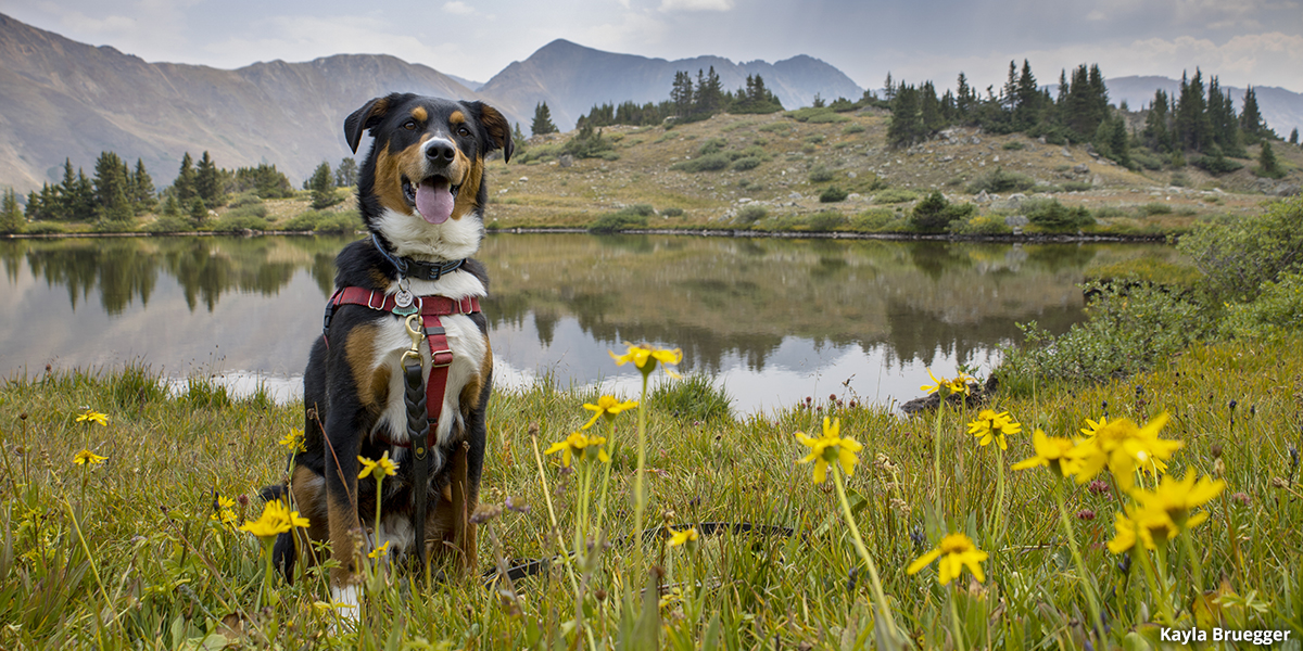 Hiking with Pets