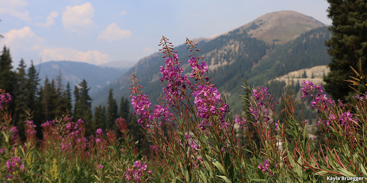 Colorado Wildflowers