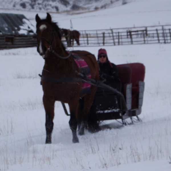 One horse open sleigh