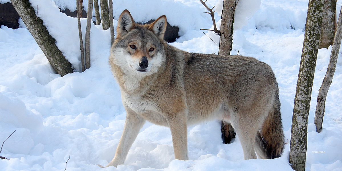 wolf Colorado zoos