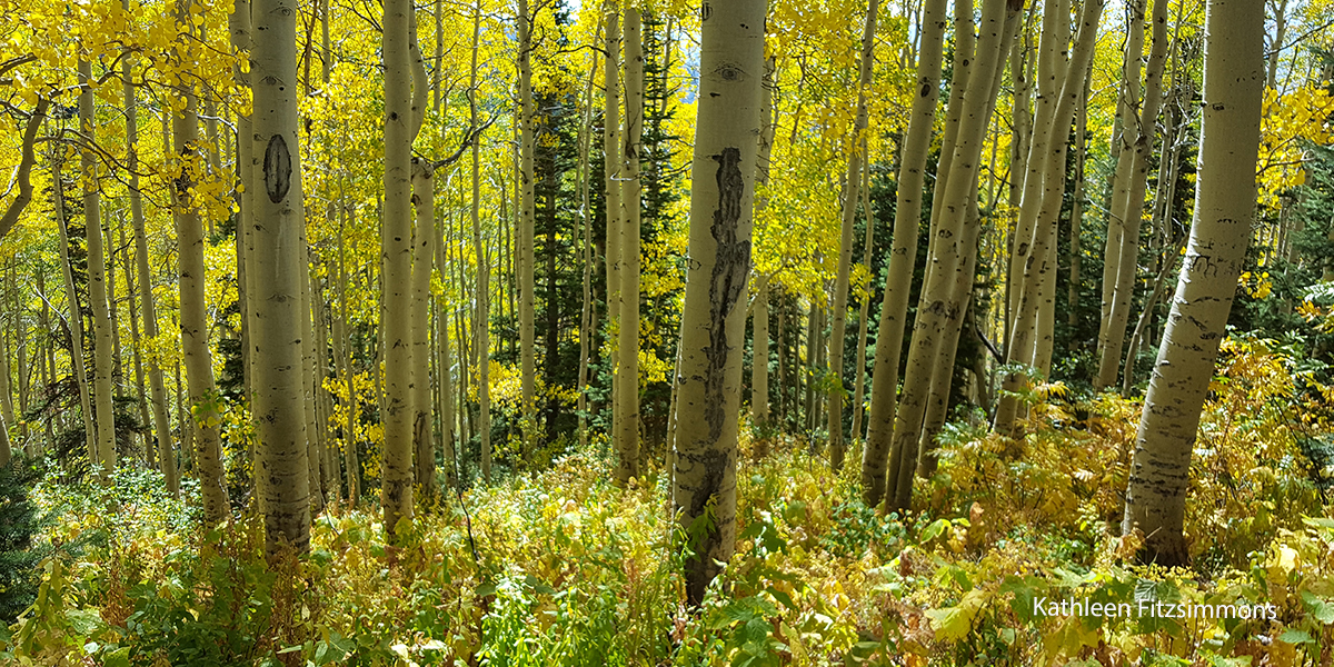 golden yellow Aspen trees color