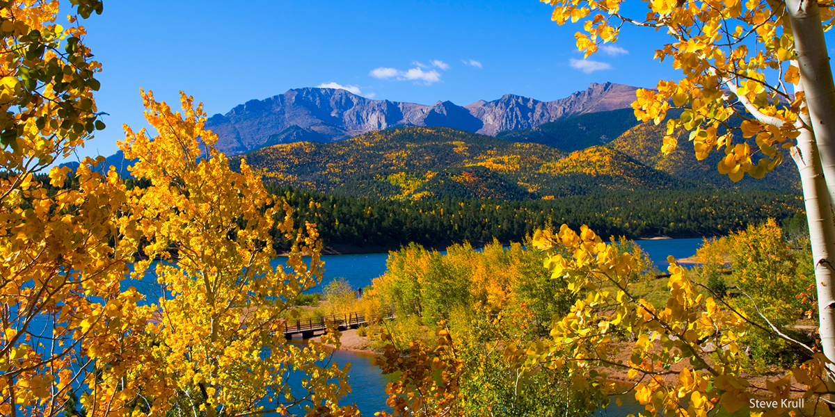 Aspen trees vista